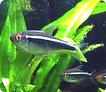 NEON BLACK TETRA - QUANTITY OF 12